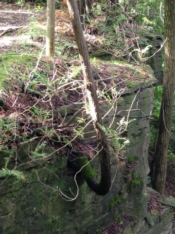 Photo of cedar tree growing out of cliff side