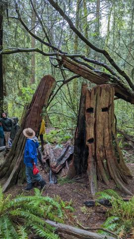 Participants in the forest walk