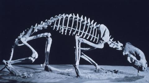 A photograph of a posed wolverine skeleton