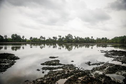 Body of water with palm trees in the background and muddy banks in the foreground