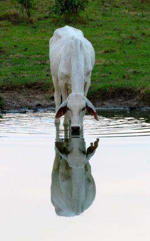 Cow drinking water