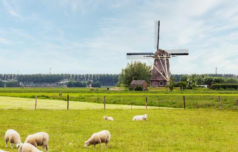 sheep in a field with a windmill behind them